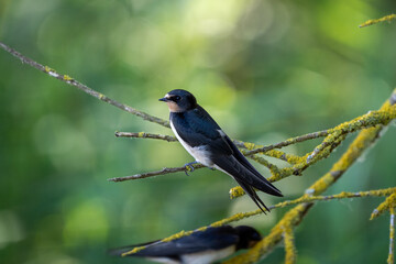swallow on a branch