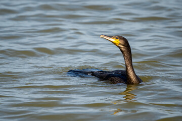 cormorant in water