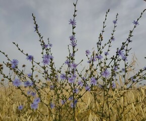 purple flower in the summer