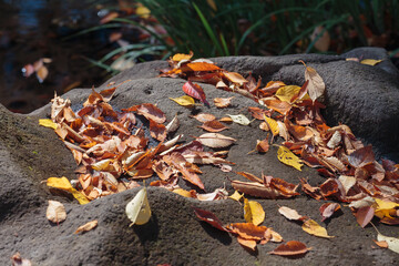 石に落ちた紅葉