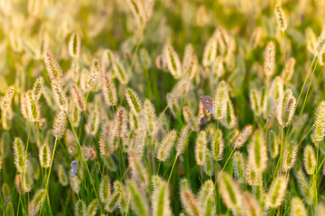 Photo of a cute butterfly in a wonderful habitat. Colorful nature background.