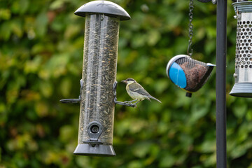 bird on feeder