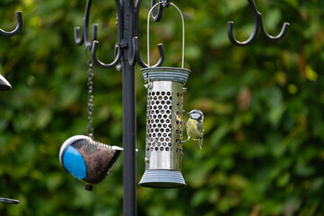 bird on feeder