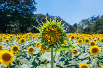 Obraz premium 開花間近のヒマワリ