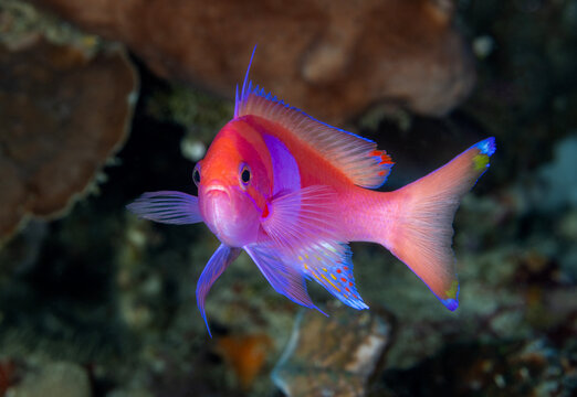 Male squarespot anthias, Pseudanthias pleurotaenia, Raja Ampat Indonesia.