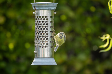 bird on feeder