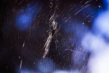 蜘蛛のシルエット　逆光