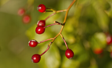 red berries on a bush, red berries in fall, fall fruits, green background, berries of a Rosa multiflora