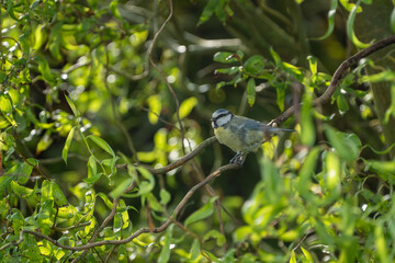 bird on feeder