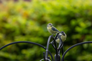 bird on feeder