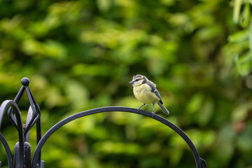 bird on feeder