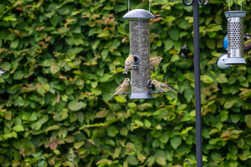 bird on feeder