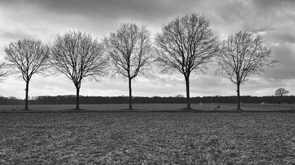 Eine verlassene Allee im Winter, gesäumt von kahlen Bäumen, einem verlassenen Fahrrad und trübem Regen unter dunklen Wolken, strahlt Einsamkeit aus. Deutschland, Niederrhein, Schwalmtal. 0 Personen