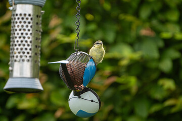 bird on feeder