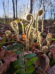 Fiddleheads