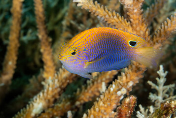 Princes damsel, Pomacentrus vaiuli, Raja Ampat Indonesia.