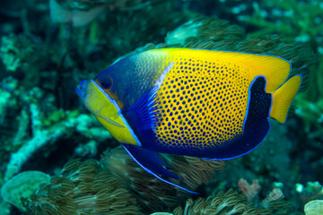Blue girdled angelfish, Pomacanthus navarcus, Raja Ampat Indonesia.