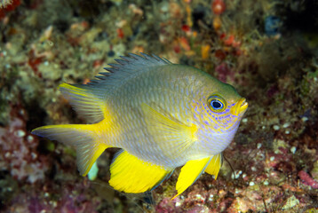 Golden damsel, Amblyglyphidodon aureus, Raja Ampat Indonesia.