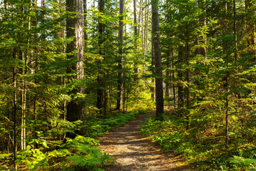 Hiking Trails through the pine trees in Amnicon Falls State Park.  South Range, Wisconsin, USA.