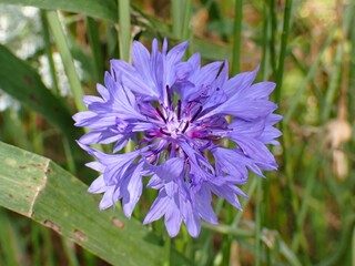 Makro einer schönen Blüten vor unscharfem Hintergrund