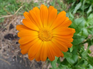 Makro einer schönen Blüten vor unscharfem Hintergrund