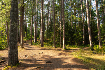 Hiking Trails through the pine trees in Amnicon Falls State Park.  South Range, Wisconsin, USA.