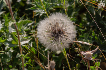 vegetazione spontanea
