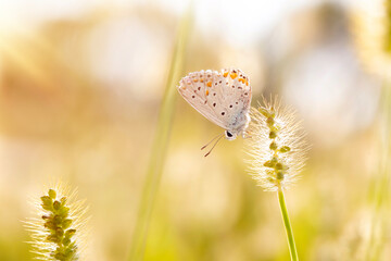 Photo of a cute butterfly in a wonderful habitat. Colorful nature background.