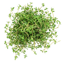Obraz premium A bunch of fresh thyme sprigs, ready to be used in your next culinary creation.