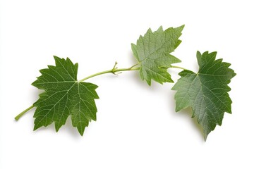 Fototapeta premium A delicate vine branch with three vibrant green leaves, isolated on a crisp white background. Symbolizing growth, nature, freshness, and new beginnings.