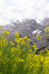 真っ黄色に咲く菜の花と桜