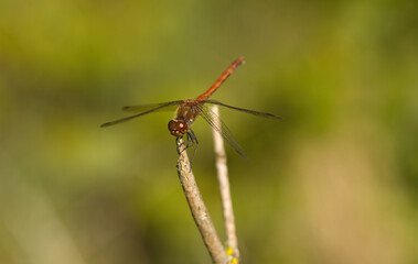 a red dragonfly, close-up of a red dragonfly, wings of a dragonfly, a Sympetrum on a withered branch, green background