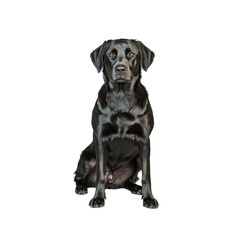 Obraz premium Black Labrador Retriever Dog Sitting on a Black Background
