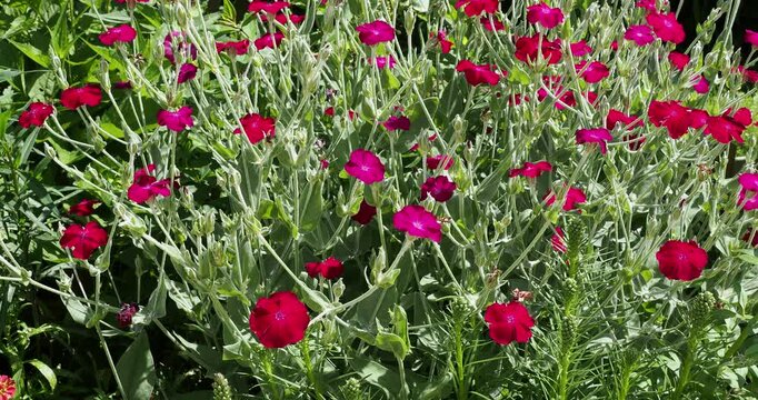 Lychnis coronaria | Rose campion or dusty miller flowers with bright magenta petals on  erect and flexible white-gray stems bearing grayish-green felted basal leaves