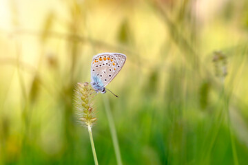 Photo of a cute butterfly in a wonderful habitat. Colorful nature background.