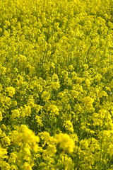 画面いっぱいに広がる菜の花畑