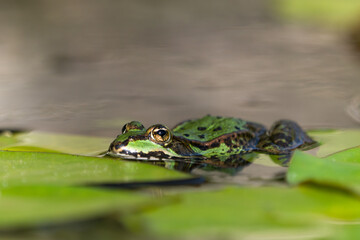 Close up of a green frog in water on water lily leaves with body partly visible and a beautiful blurred background