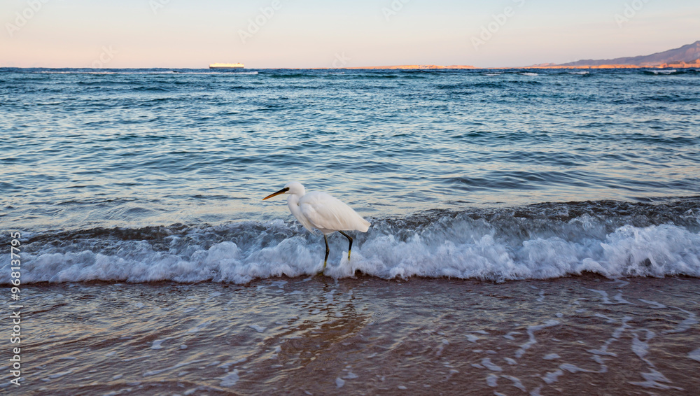 Poster View of the coast of the Red Sea