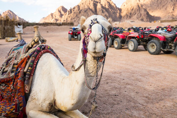 View of the camel in desert © gumbao