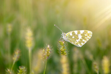 Photo of a cute butterfly in a wonderful habitat. Colorful nature background.