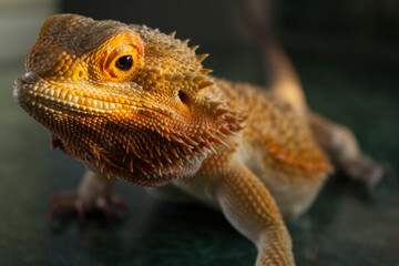 bearded dragon lizard