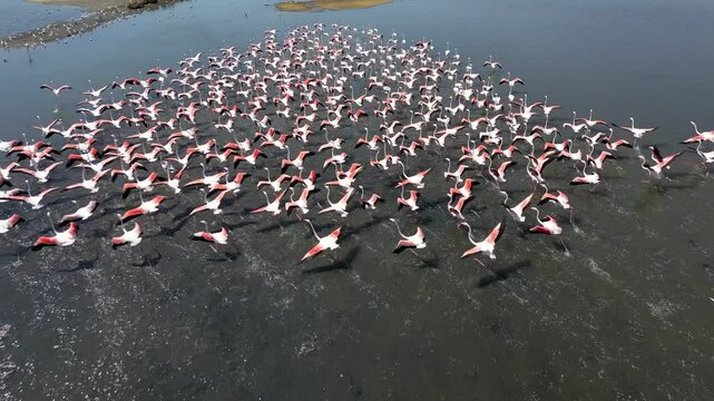 Large flock of pink flamingos flying over water