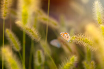 Obraz premium Photo of a cute butterfly in a wonderful habitat. Colorful nature background.