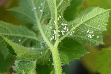 Whiteflies on the underside of a pattypan squash leaf