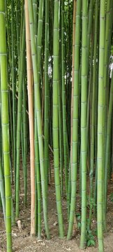 bamboo forest background