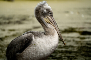 Dalmatian pelincan (Pelecanus crispus)