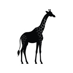 Fototapeta premium animal silhouette, giraffe, vector silhouette, isolated white background, 