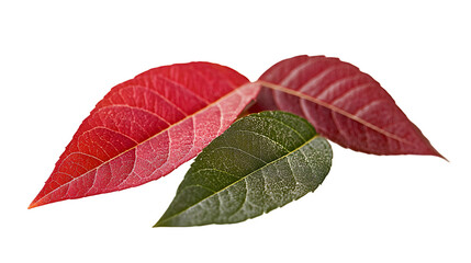 Christmas leaves, isolated on white background