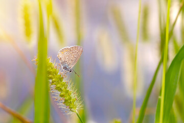 Photo of a cute butterfly in a wonderful habitat. Colorful nature background.