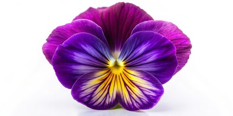 Obraz premium Purple and Yellow Pansy Flower Close-Up, macro, floral, spring